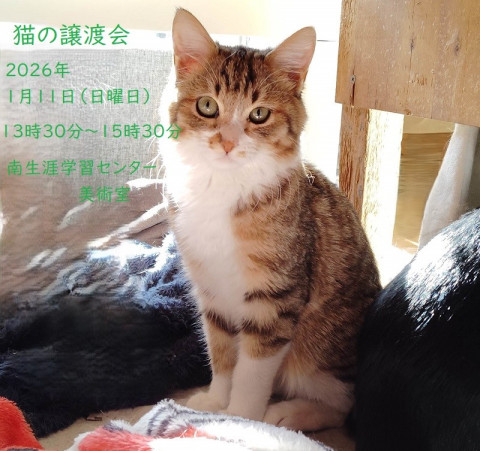 ねこの譲渡会/南生涯学習センター　