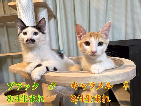 待ちねこ譲渡会　