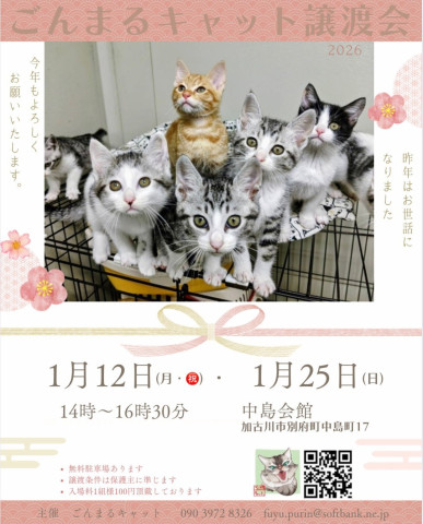 ごんまるキャット譲渡会