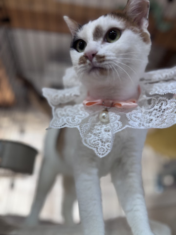 保護猫カフェwish（譲渡型）