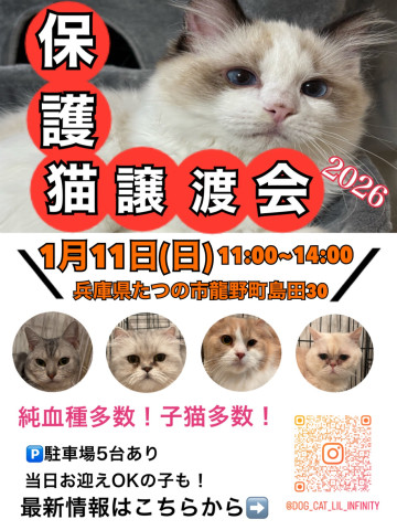 終了]純血種多数！保護猫譲渡会inたつの市 - 猫の譲渡会掲示板