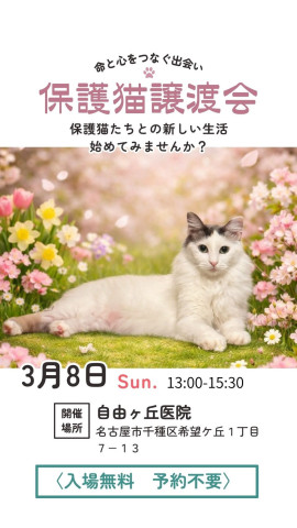 保護猫譲渡会 名古屋市 - 猫の譲渡会掲示板