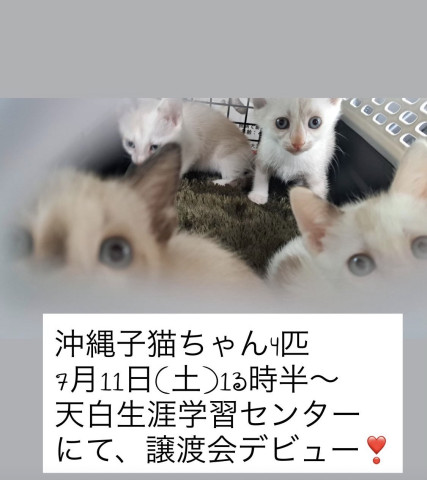 猫好きのためのSNS - 愛猫の日記や写真でユーザ交流