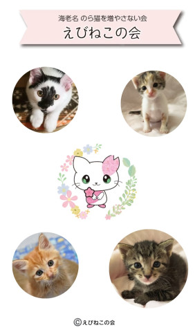 保護ねこ譲渡会@海老名 - 猫の譲渡会掲示板
