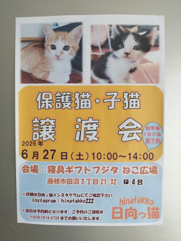 日向っ猫譲渡会inねこ広場