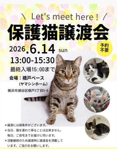 保護猫譲渡会inよこはま
