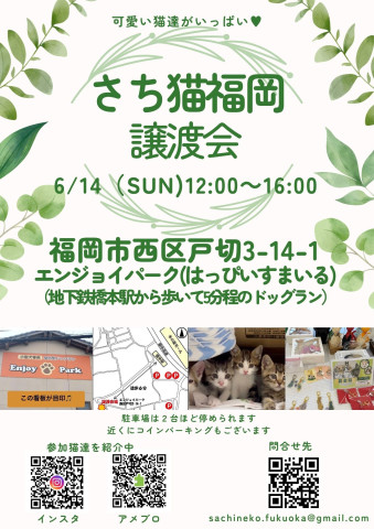 さち猫福岡譲渡会　エンジョイパーク（はっぴいすまいる）