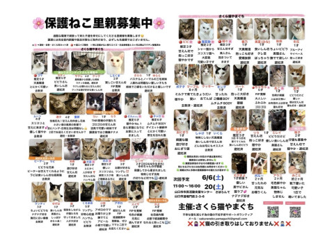 保護ねこ譲渡会〜inさぽらんて
