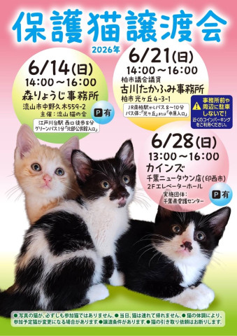 保護猫譲渡会
