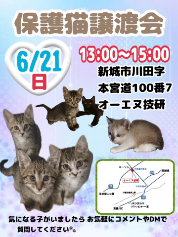 保護猫譲渡会　in愛知県新城市　子猫もいるヨ！