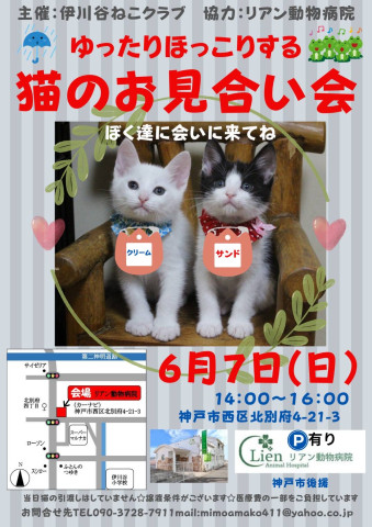 ゆったりほっこり猫のお見合い会