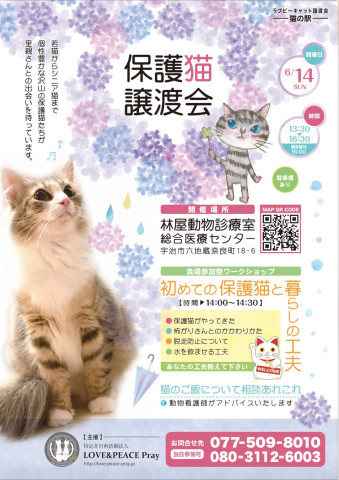 保護猫譲渡会@林屋動物診療室総合医療センター