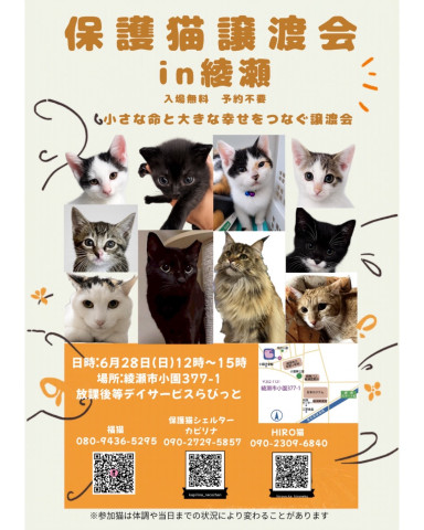 保護猫譲渡会in綾瀬