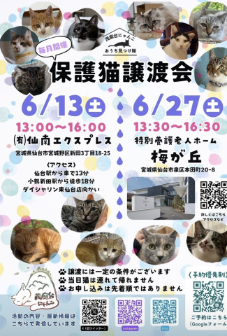 保護猫譲渡会