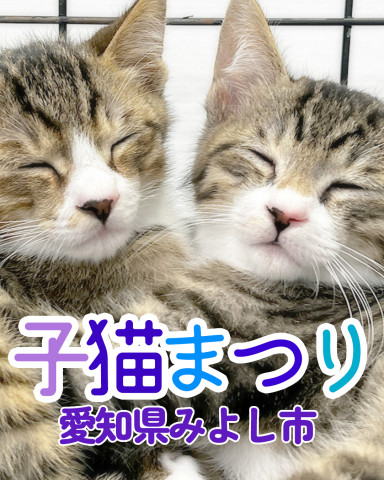 2026子猫まつり第1弾★みよし市