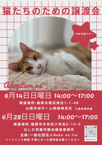 猫たちのための譲渡会