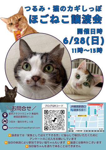 つるみ・猫のカギしっぽ譲渡会　JR鶴見駅西口歩5分室内開催