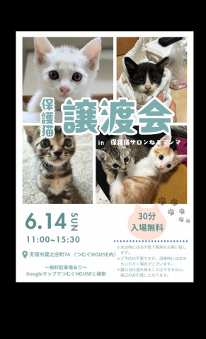 ねこマンマ保護猫譲渡会
