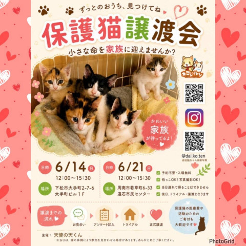 猫ちゃんの譲渡会🐱（子猫多め）