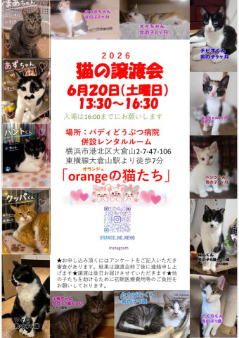 orangeの猫たちin横浜大倉山