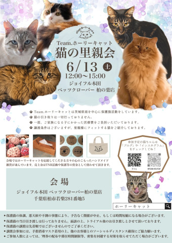 猫の里親会　柏の葉