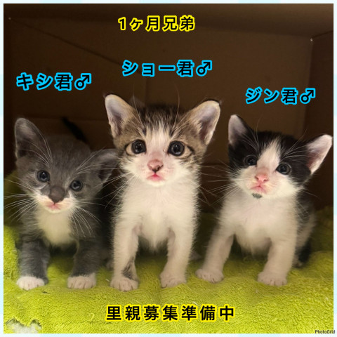 保護ねこ譲渡会in周南市