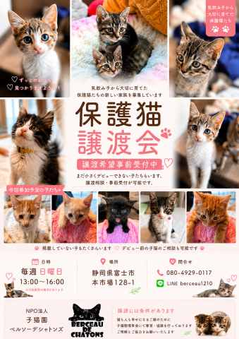 保護猫譲渡会