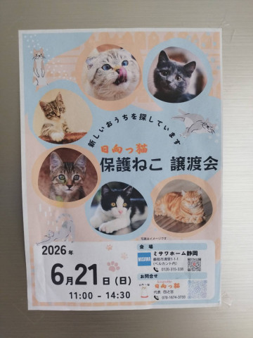 日向っ猫譲渡会inミサワホーム静岡