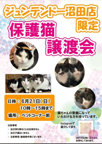 ジュンテンドー保護猫譲渡会