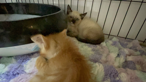 おきなわ美ら猫譲渡会♡天白区♡茶トラ☆シャム系☆フワフワ祭り