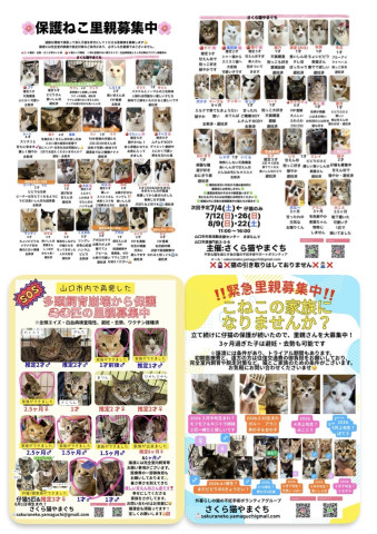 保護ねこ譲渡会〜inさぽらんて
