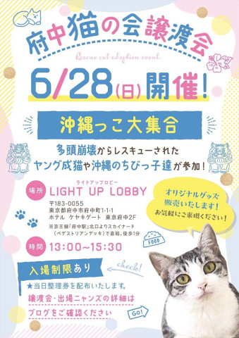 府中猫の会譲渡会