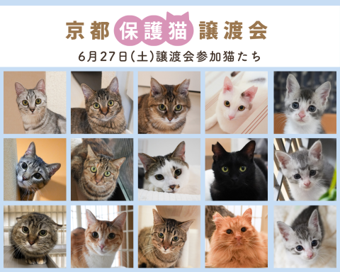 京都・保護猫の譲渡会