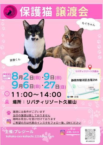保護猫譲渡会