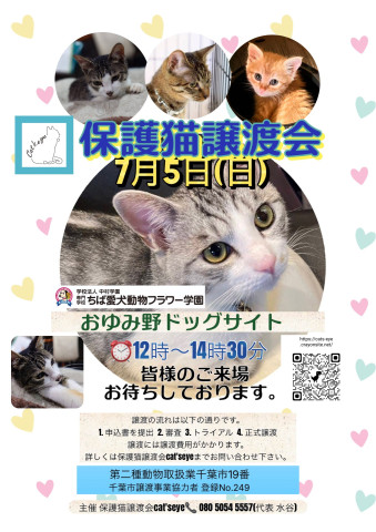 保護猫譲渡会Cat'seye