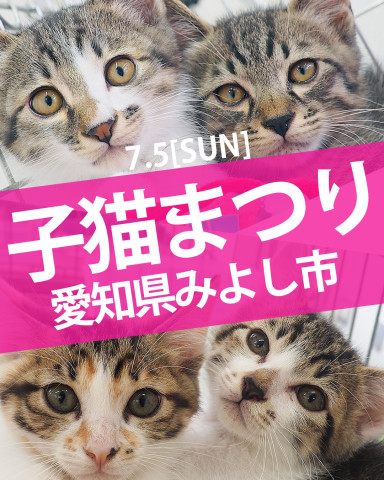 20～25匹くらい！？子猫まつり第2弾★みよし市