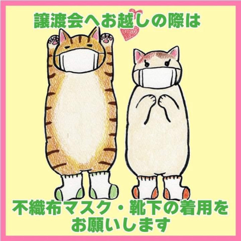 保護ねこ譲渡会
