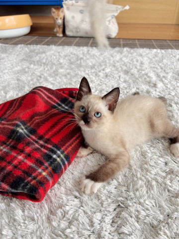 おきなわ美ら猫譲渡会♡天白区♡茶トラ☆シャム系☆フワフワ祭り