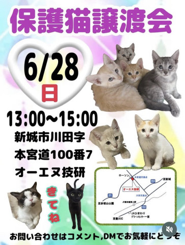 保護猫譲渡会IN新城