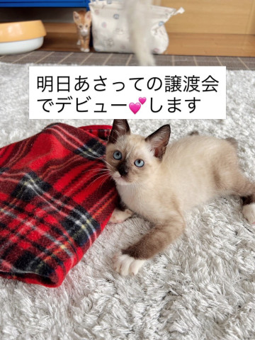 おきなわ美ら猫譲渡会♡天白区♡茶トラ☆シャム系☆フワフワ祭り