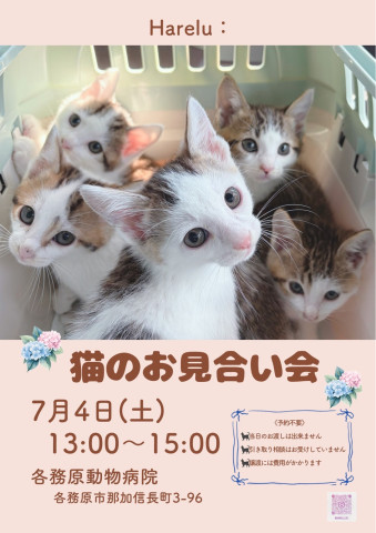 保護猫譲渡会