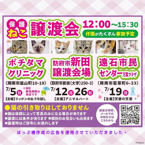 保護ねこ譲渡会