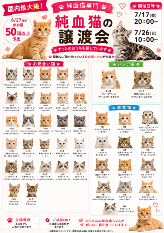 【純血猫50頭以上】フェアリーたまの譲渡会