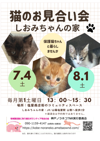 猫のお見合い会　しおみちゃんの家