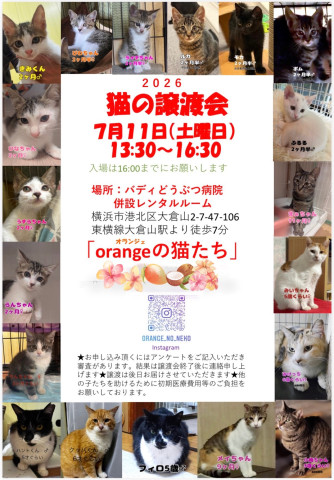 orangeの猫たちin横浜大倉山
