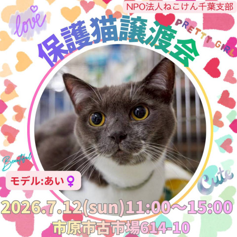 NPO法人ねこけん 千葉支部 譲渡会