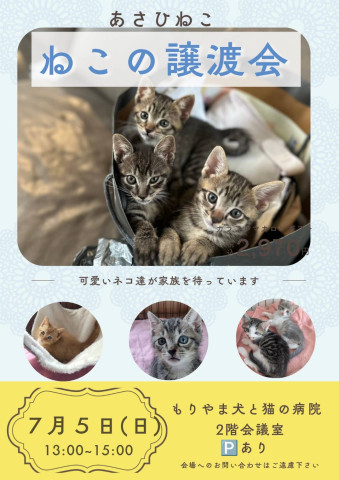 ねこの譲渡会inもりやま