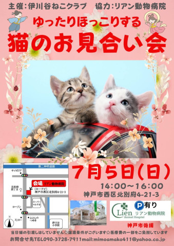ゆったりほっこり猫のお見合い会
