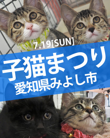 25匹くらいの子猫まつり★みよし市