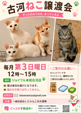 古河猫譲渡会(=^・・^=)